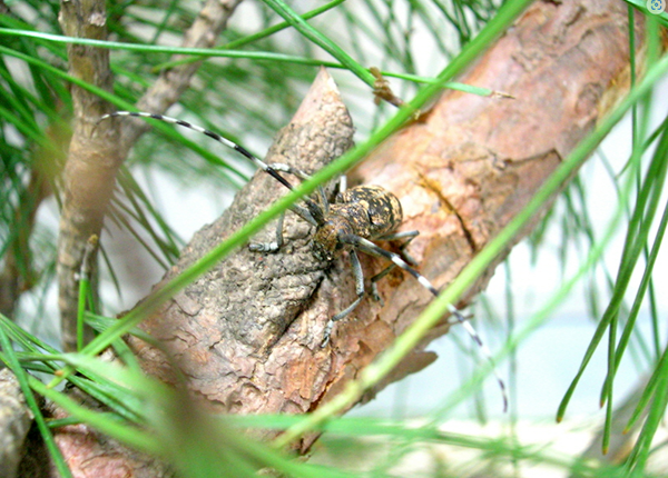 북방수염하늘소