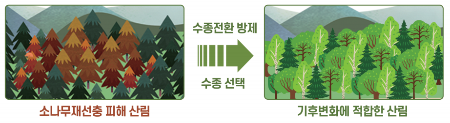 소나무재선충 피해 산림 -> 수종전환 방제, 수종선택 -> 기후변화에 적합한 산림