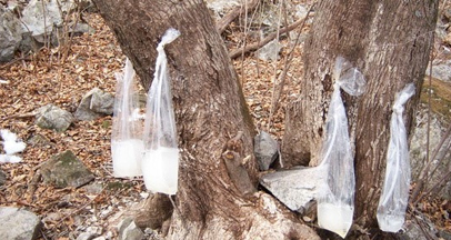 竹杖骨利树庆典