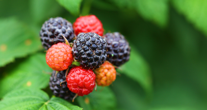 覆盆子