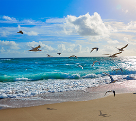 市の鳥 - カモメ