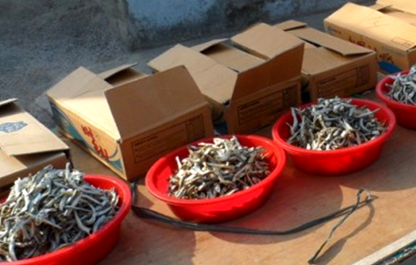 Рынок Джанги